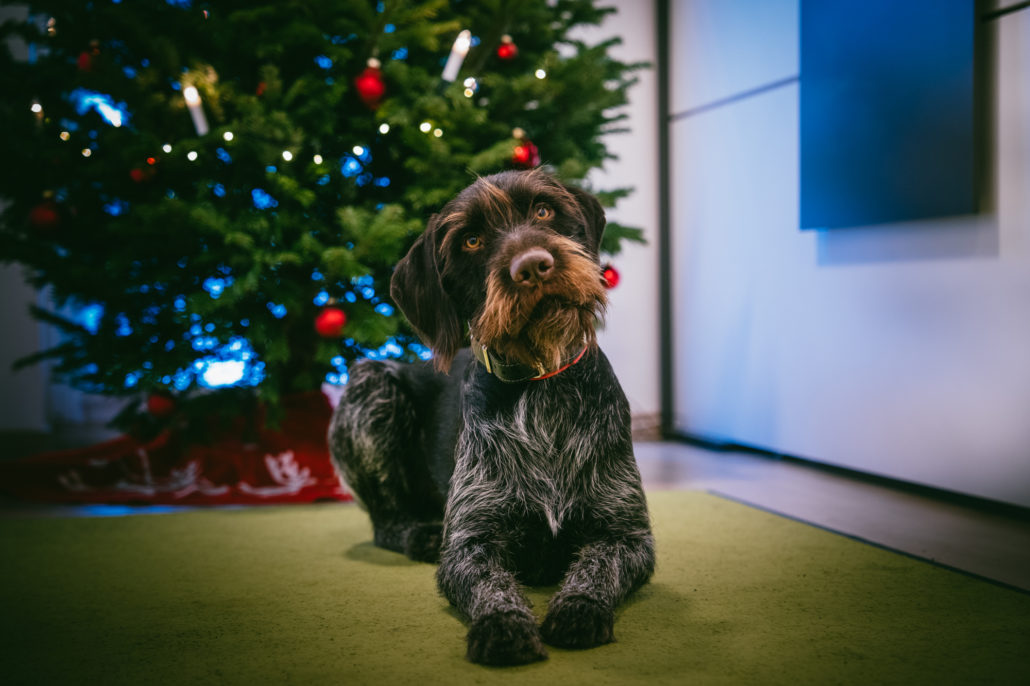 Fröhliche Weihnachten!