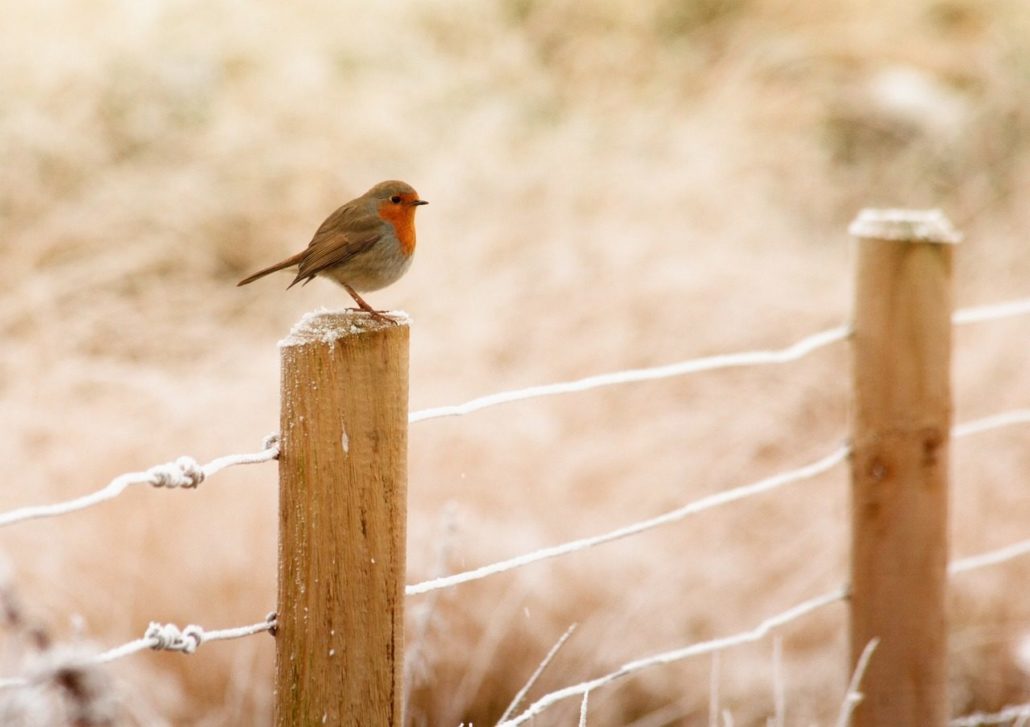 winter, robin, bird-843578.jpg